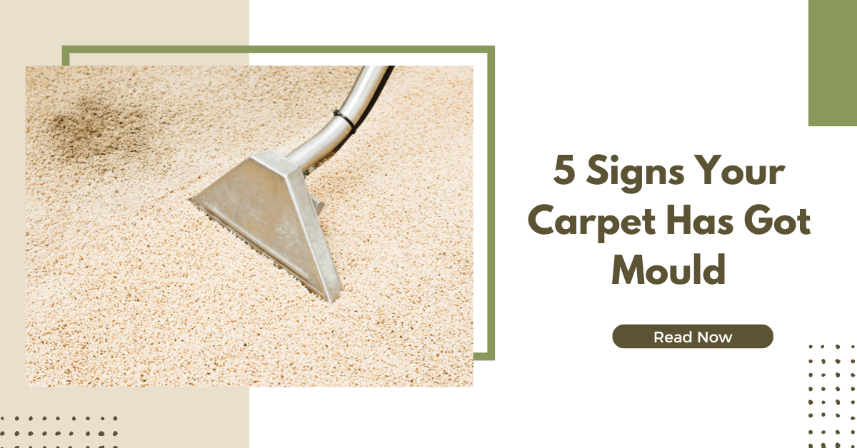5 Signs Your Carpet Has Got Mould 