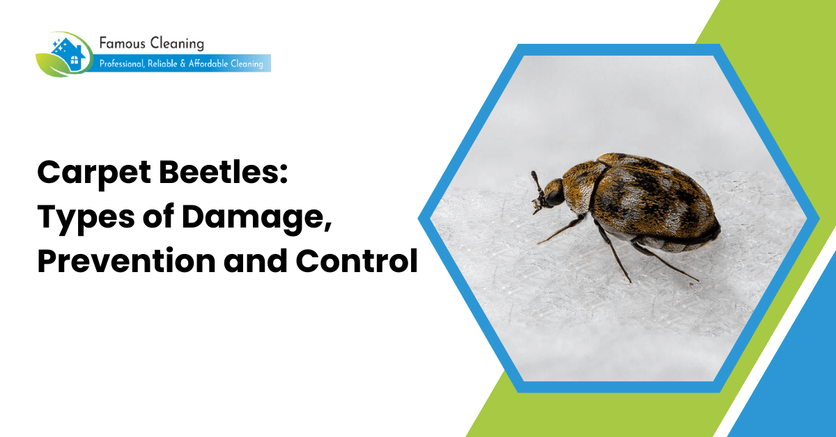 Carpet Beetles: Types of Damage, Prevention and Control